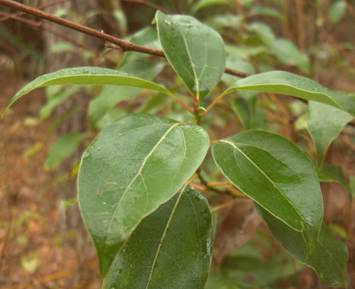 Cornus foemina